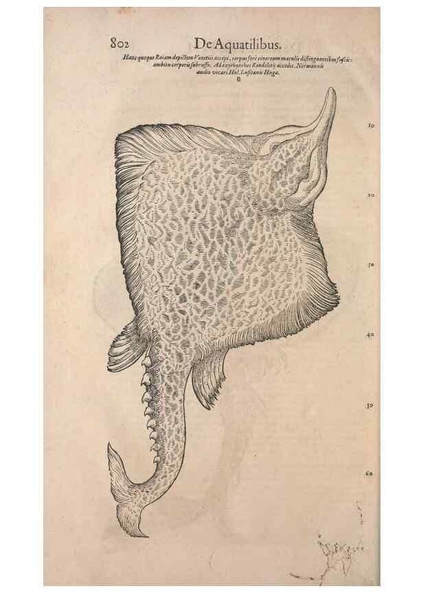 Reproducción/Reproduction 15570064902: Conradi Gesneri medici Tigurini Historiae animalium liber IV :. Francofurti :In Bibliopolio Andreae Cambieri,anno MDCIIII [1604]
