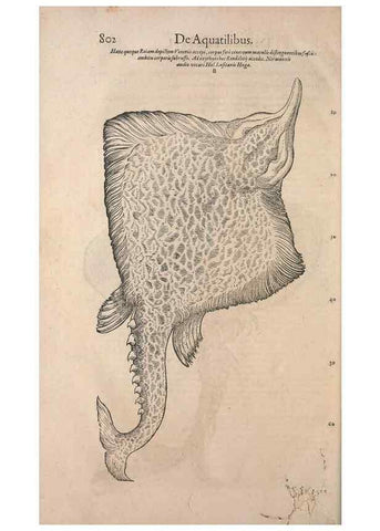 Reproducción/Reproduction 15570064902: Conradi Gesneri medici Tigurini Historiae animalium liber IV :. Francofurti :In Bibliopolio Andreae Cambieri,anno MDCIIII [1604]