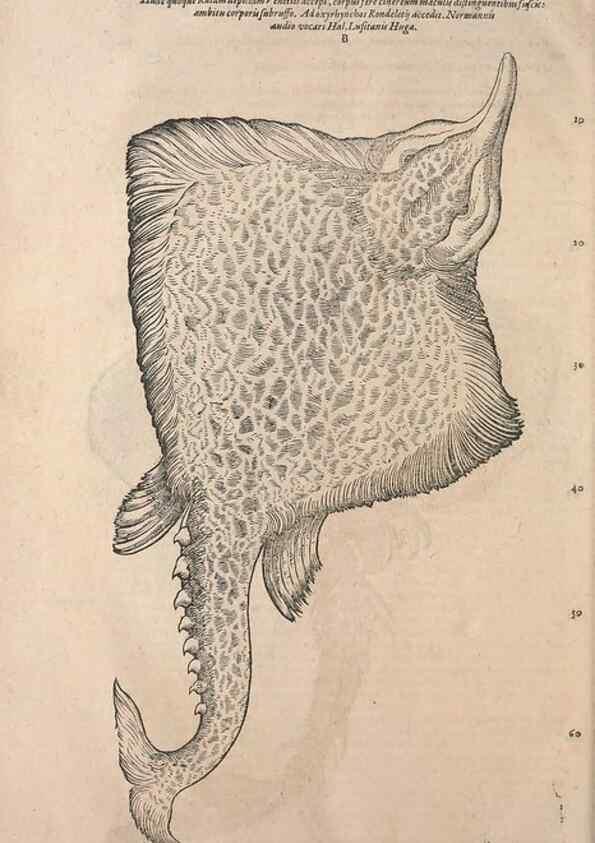 Reproducción/Reproduction 15570064902: Conradi Gesneri medici Tigurini Historiae animalium liber IV :. Francofurti :In Bibliopolio Andreae Cambieri,anno MDCIIII [1604]