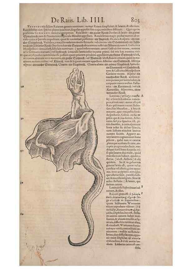 Reproducción/Reproduction 14948476874: Conradi Gesneri medici Tigurini Historiae animalium liber IV :. Francofurti :In Bibliopolio Andreae Cambieri,anno MDCIIII [1604]