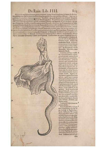 Reproducción/Reproduction 14948476874: Conradi Gesneri medici Tigurini Historiae animalium liber IV :. Francofurti :In Bibliopolio Andreae Cambieri,anno MDCIIII [1604]
