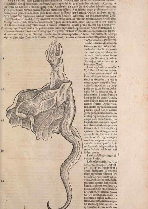 Reproducción/Reproduction 14948476874: Conradi Gesneri medici Tigurini Historiae animalium liber IV :. Francofurti :In Bibliopolio Andreae Cambieri,anno MDCIIII [1604]