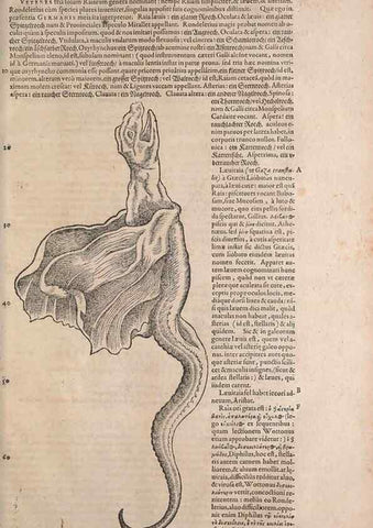 Reproducción/Reproduction 14948476874: Conradi Gesneri medici Tigurini Historiae animalium liber IV :. Francofurti :In Bibliopolio Andreae Cambieri,anno MDCIIII [1604]