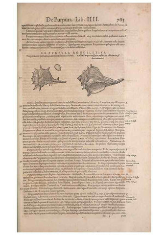 Reproducción/Reproduction 15566529851: Conradi Gesneri medici Tigurini Historiae animalium liber IV :. Francofurti :In Bibliopolio Andreae Cambieri,anno MDCIIII [1604]