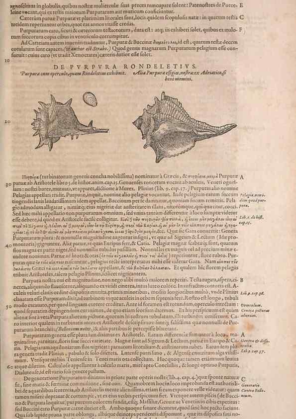 Reproducción/Reproduction 15566529851: Conradi Gesneri medici Tigurini Historiae animalium liber IV :. Francofurti :In Bibliopolio Andreae Cambieri,anno MDCIIII [1604]