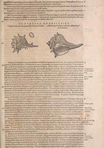 Reproducción/Reproduction 15566529851: Conradi Gesneri medici Tigurini Historiae animalium liber IV :. Francofurti :In Bibliopolio Andreae Cambieri,anno MDCIIII [1604]