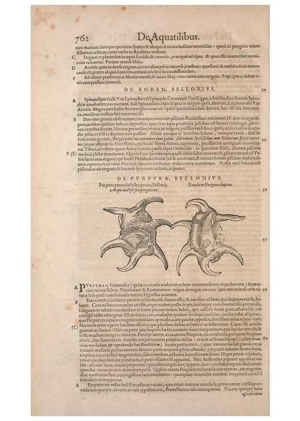 Reproducción/Reproduction 15382565149: Conradi Gesneri medici Tigurini Historiae animalium liber IV :. Francofurti :In Bibliopolio Andreae Cambieri,anno MDCIIII [1604]