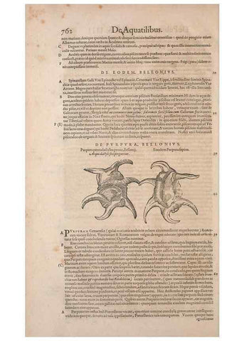Reproducción/Reproduction 15382565149: Conradi Gesneri medici Tigurini Historiae animalium liber IV :. Francofurti :In Bibliopolio Andreae Cambieri,anno MDCIIII [1604]