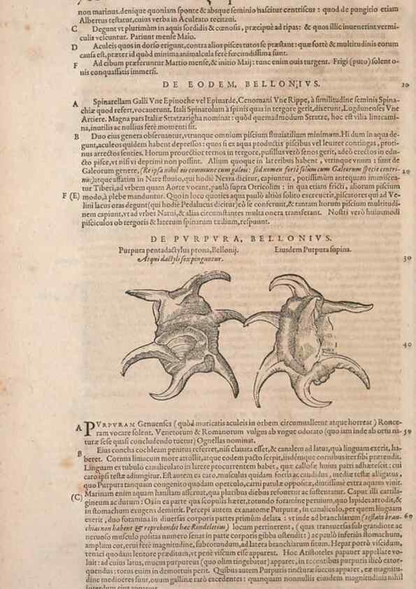 Reproducción/Reproduction 15382565149: Conradi Gesneri medici Tigurini Historiae animalium liber IV :. Francofurti :In Bibliopolio Andreae Cambieri,anno MDCIIII [1604]