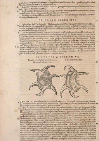 Reproducción/Reproduction 15382565149: Conradi Gesneri medici Tigurini Historiae animalium liber IV :. Francofurti :In Bibliopolio Andreae Cambieri,anno MDCIIII [1604]
