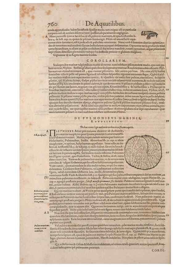 Reproducción/Reproduction 15382563249: Conradi Gesneri medici Tigurini Historiae animalium liber IV :. Francofurti :In Bibliopolio Andreae Cambieri,anno MDCIIII [1604]