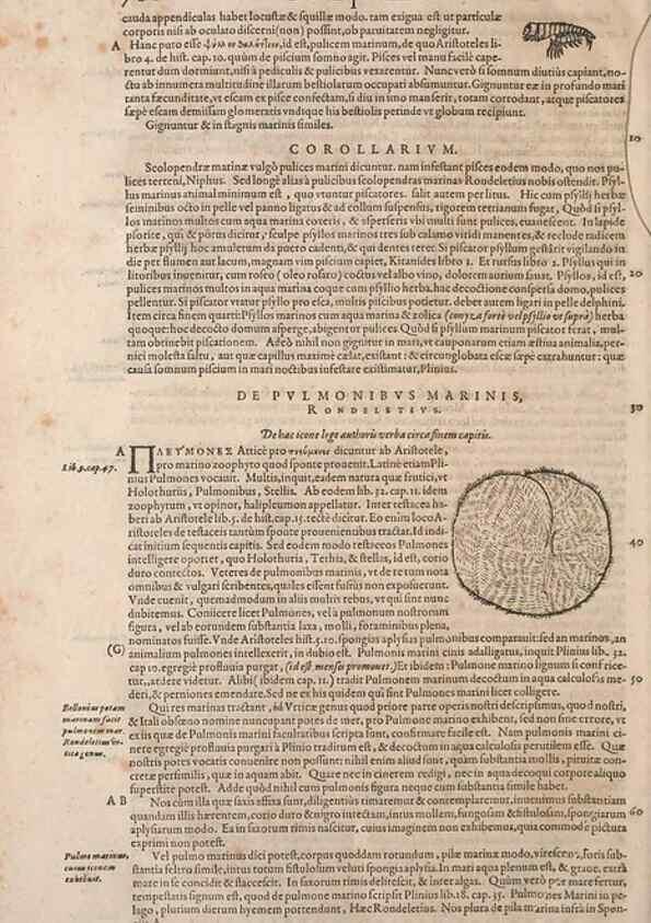 Reproducción/Reproduction 15382563249: Conradi Gesneri medici Tigurini Historiae animalium liber IV :. Francofurti :In Bibliopolio Andreae Cambieri,anno MDCIIII [1604]