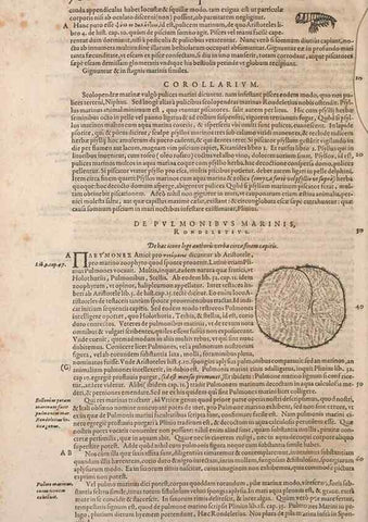 Reproducción/Reproduction 15382563249: Conradi Gesneri medici Tigurini Historiae animalium liber IV :. Francofurti :In Bibliopolio Andreae Cambieri,anno MDCIIII [1604]