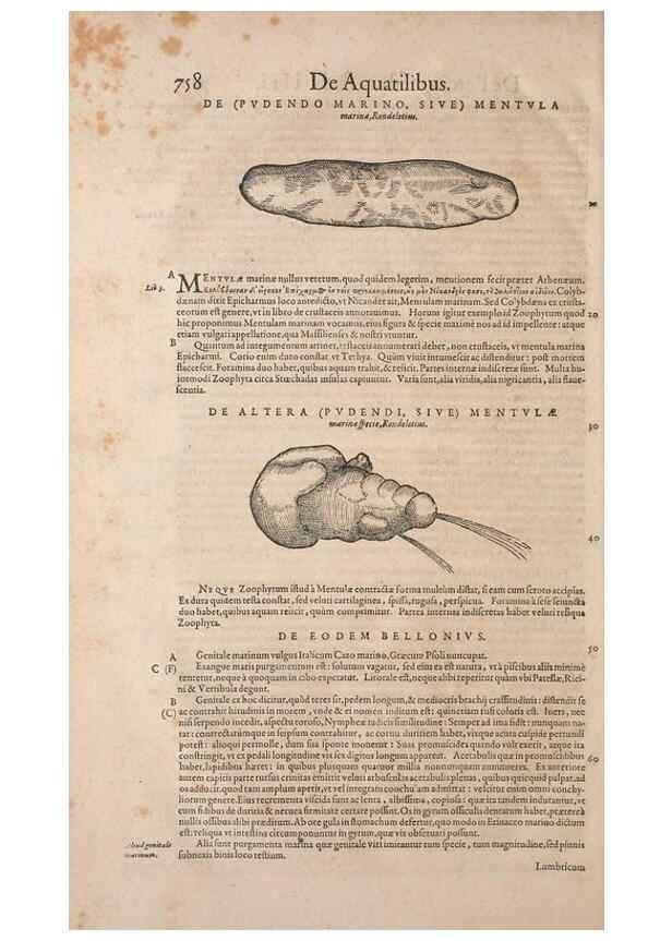Reproducción/Reproduction 15383562380: Conradi Gesneri medici Tigurini Historiae animalium liber IV :. Francofurti :In Bibliopolio Andreae Cambieri,anno MDCIIII [1604]