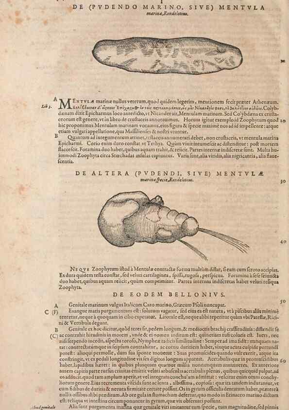 Reproducción/Reproduction 15383562380: Conradi Gesneri medici Tigurini Historiae animalium liber IV :. Francofurti :In Bibliopolio Andreae Cambieri,anno MDCIIII [1604]