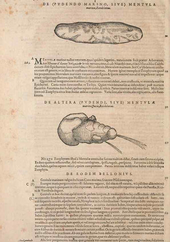 Reproducción/Reproduction 15383562380: Conradi Gesneri medici Tigurini Historiae animalium liber IV :. Francofurti :In Bibliopolio Andreae Cambieri,anno MDCIIII [1604]