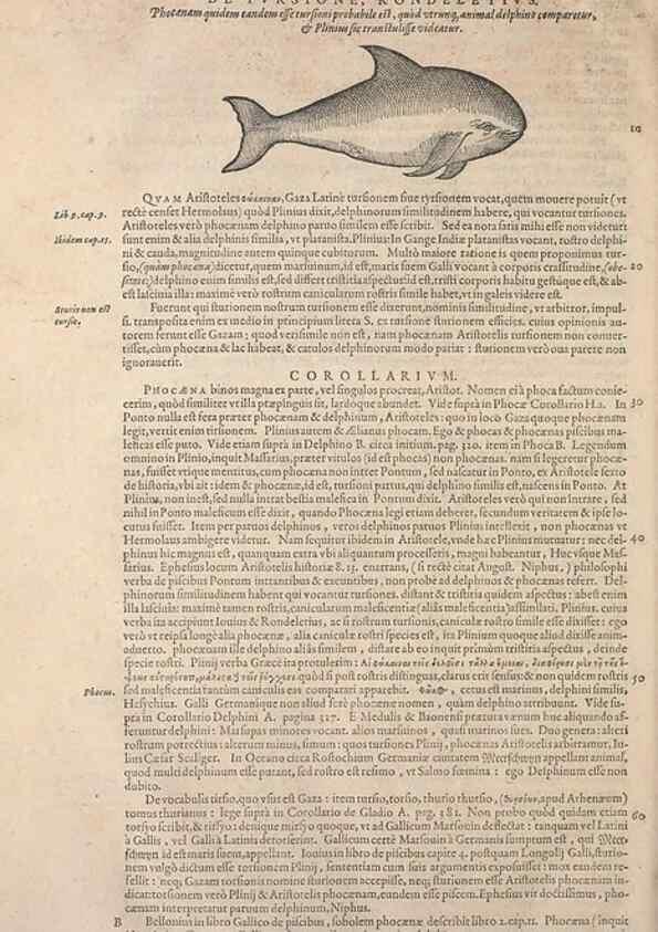 Reproducción/Reproduction 15382531679: Conradi Gesneri medici Tigurini Historiae animalium liber IV :. Francofurti :In Bibliopolio Andreae Cambieri,anno MDCIIII [1604]