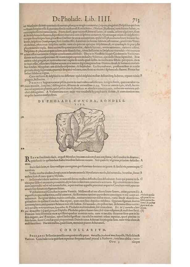 Reproducción/Reproduction 15545463676: Conradi Gesneri medici Tigurini Historiae animalium liber IV :. Francofurti :In Bibliopolio Andreae Cambieri,anno MDCIIII [1604]