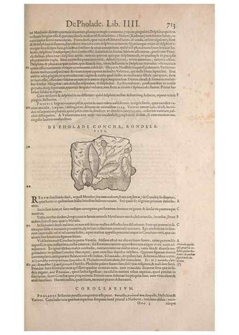 Reproducción/Reproduction 15545463676: Conradi Gesneri medici Tigurini Historiae animalium liber IV :. Francofurti :In Bibliopolio Andreae Cambieri,anno MDCIIII [1604]
