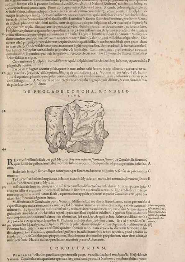 Reproducción/Reproduction 15545463676: Conradi Gesneri medici Tigurini Historiae animalium liber IV :. Francofurti :In Bibliopolio Andreae Cambieri,anno MDCIIII [1604]