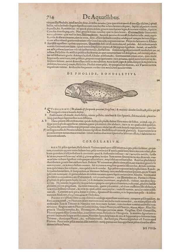 Reproducción/Reproduction 15569171475: Conradi Gesneri medici Tigurini Historiae animalium liber IV :. Francofurti :In Bibliopolio Andreae Cambieri,anno MDCIIII [1604]