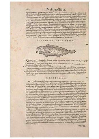 Reproducción/Reproduction 15569171475: Conradi Gesneri medici Tigurini Historiae animalium liber IV :. Francofurti :In Bibliopolio Andreae Cambieri,anno MDCIIII [1604]