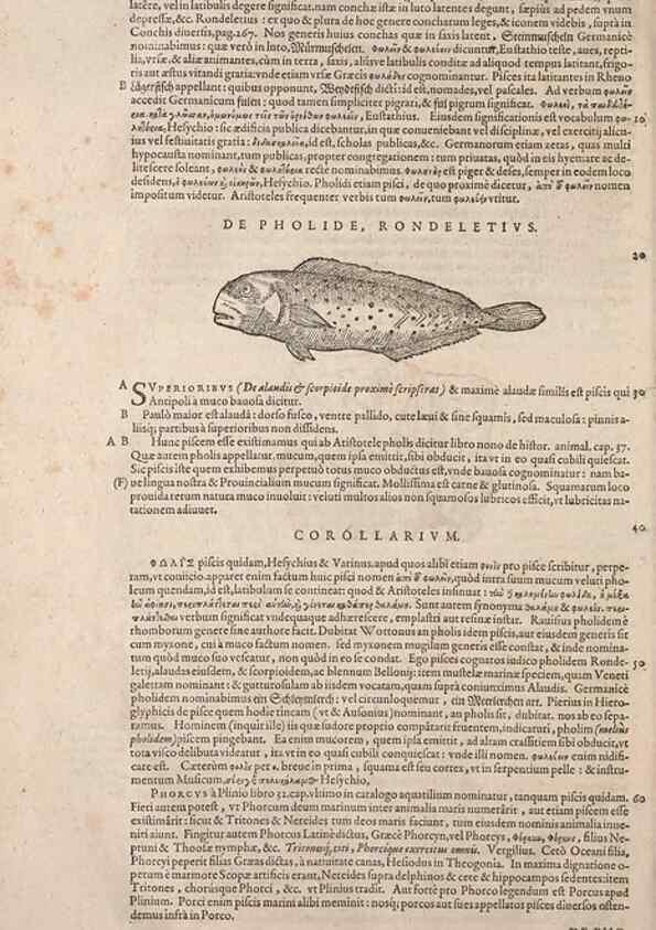 Reproducción/Reproduction 15569171475: Conradi Gesneri medici Tigurini Historiae animalium liber IV :. Francofurti :In Bibliopolio Andreae Cambieri,anno MDCIIII [1604]