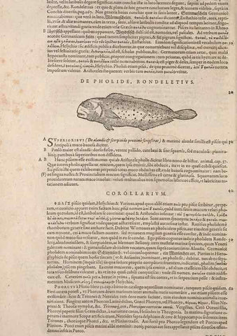Reproducción/Reproduction 15569171475: Conradi Gesneri medici Tigurini Historiae animalium liber IV :. Francofurti :In Bibliopolio Andreae Cambieri,anno MDCIIII [1604]