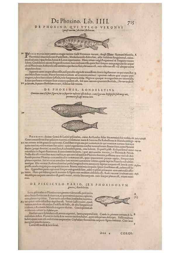 Reproducción/Reproduction 15383537810: Conradi Gesneri medici Tigurini Historiae animalium liber IV :. Francofurti :In Bibliopolio Andreae Cambieri,anno MDCIIII [1604]