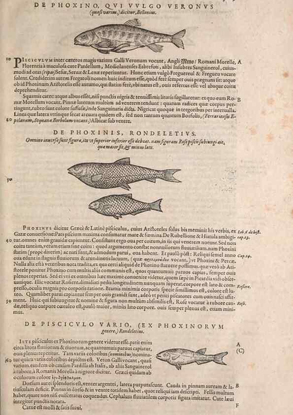 Reproducción/Reproduction 15383537810: Conradi Gesneri medici Tigurini Historiae animalium liber IV :. Francofurti :In Bibliopolio Andreae Cambieri,anno MDCIIII [1604]