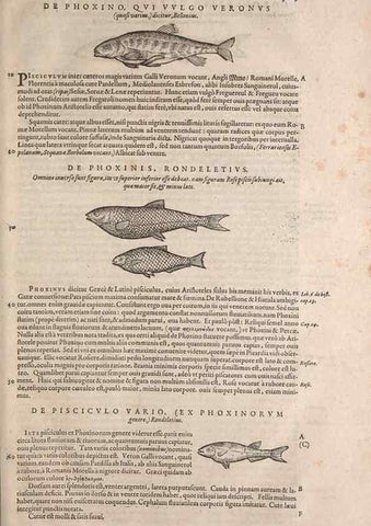 Reproducción/Reproduction 15383537810: Conradi Gesneri medici Tigurini Historiae animalium liber IV :. Francofurti :In Bibliopolio Andreae Cambieri,anno MDCIIII [1604]