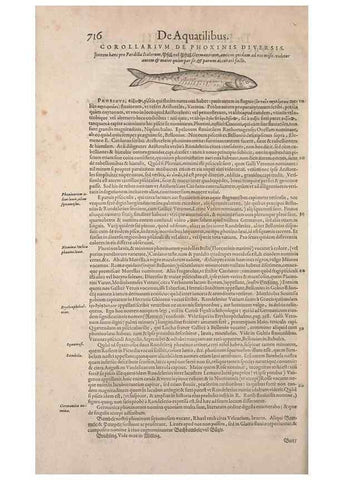 Reproducción/Reproduction 14948422344: Conradi Gesneri medici Tigurini Historiae animalium liber IV :. Francofurti :In Bibliopolio Andreae Cambieri,anno MDCIIII [1604]