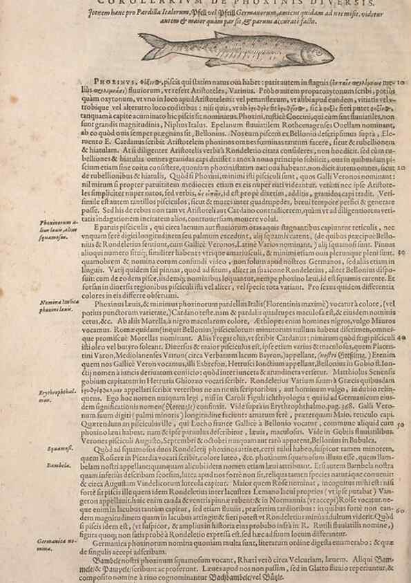 Reproducción/Reproduction 14948422344: Conradi Gesneri medici Tigurini Historiae animalium liber IV :. Francofurti :In Bibliopolio Andreae Cambieri,anno MDCIIII [1604]