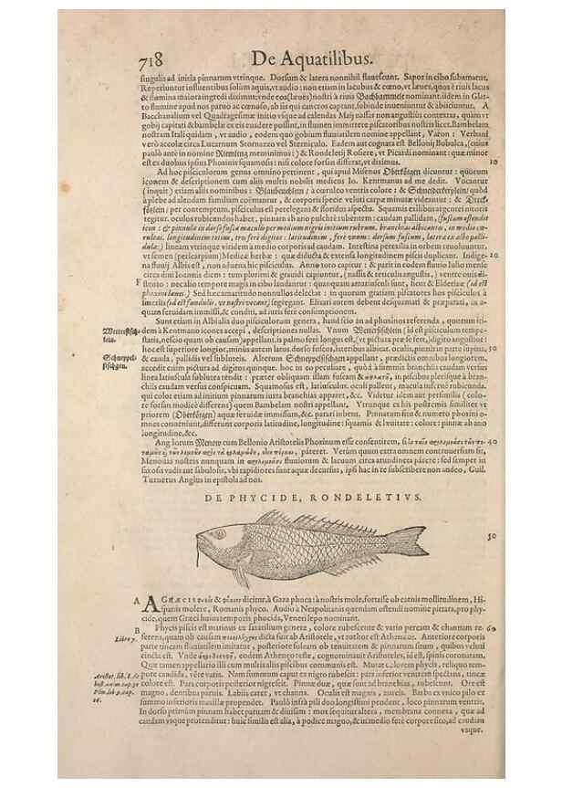 Reproducción/Reproduction 14948424324: Conradi Gesneri medici Tigurini Historiae animalium liber IV :. Francofurti :In Bibliopolio Andreae Cambieri,anno MDCIIII [1604]