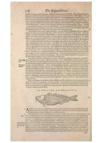 Reproducción/Reproduction 14948424324: Conradi Gesneri medici Tigurini Historiae animalium liber IV :. Francofurti :In Bibliopolio Andreae Cambieri,anno MDCIIII [1604]