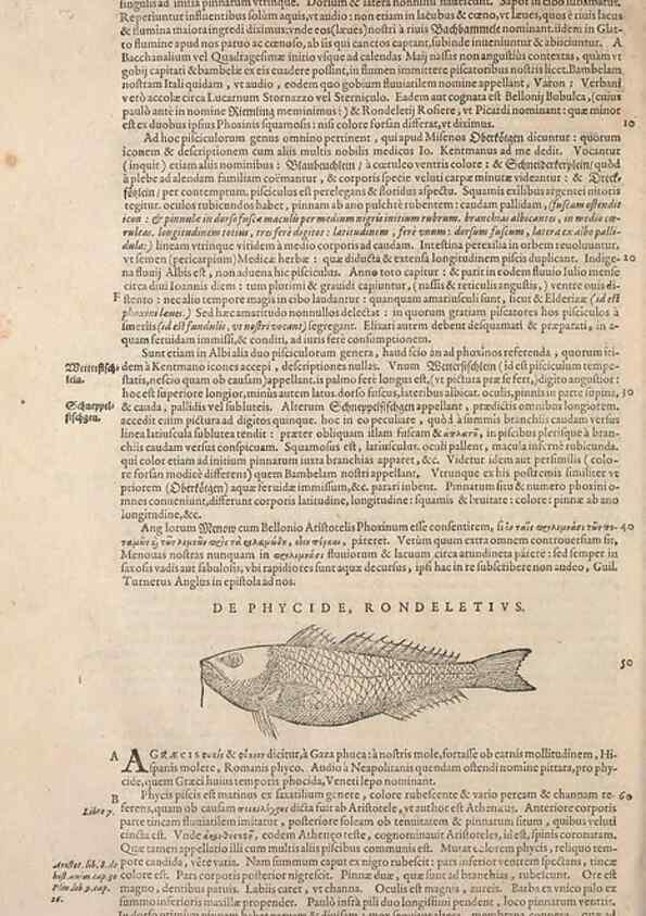 Reproducción/Reproduction 14948424324: Conradi Gesneri medici Tigurini Historiae animalium liber IV :. Francofurti :In Bibliopolio Andreae Cambieri,anno MDCIIII [1604]