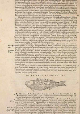 Reproducción/Reproduction 14948424324: Conradi Gesneri medici Tigurini Historiae animalium liber IV :. Francofurti :In Bibliopolio Andreae Cambieri,anno MDCIIII [1604]