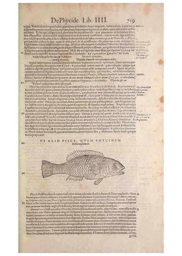 Reproducción/Reproduction 15383023228: Conradi Gesneri medici Tigurini Historiae animalium liber IV :. Francofurti :In Bibliopolio Andreae Cambieri,anno MDCIIII [1604]