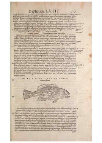 Reproducción/Reproduction 15383023228: Conradi Gesneri medici Tigurini Historiae animalium liber IV :. Francofurti :In Bibliopolio Andreae Cambieri,anno MDCIIII [1604]