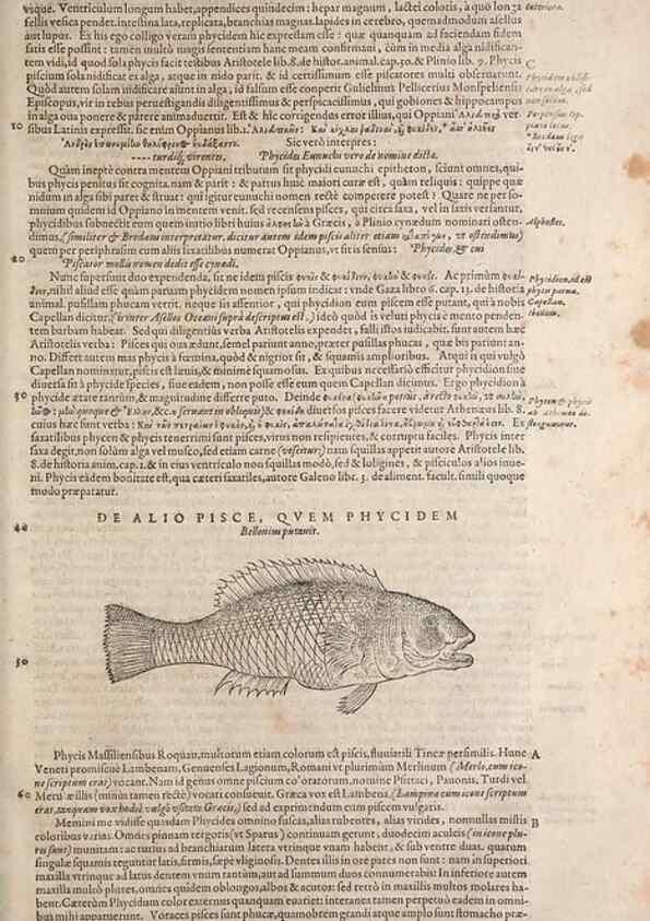 Reproducción/Reproduction 15383023228: Conradi Gesneri medici Tigurini Historiae animalium liber IV :. Francofurti :In Bibliopolio Andreae Cambieri,anno MDCIIII [1604]