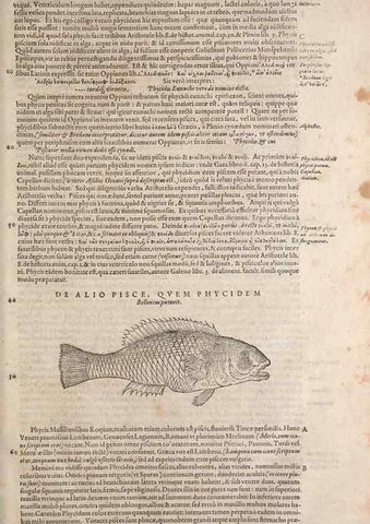 Reproducción/Reproduction 15383023228: Conradi Gesneri medici Tigurini Historiae animalium liber IV :. Francofurti :In Bibliopolio Andreae Cambieri,anno MDCIIII [1604]