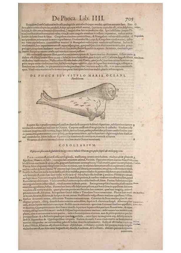 Reproducción/Reproduction 15570000952: Conradi Gesneri medici Tigurini Historiae animalium liber IV :. Francofurti :In Bibliopolio Andreae Cambieri,anno MDCIIII [1604]