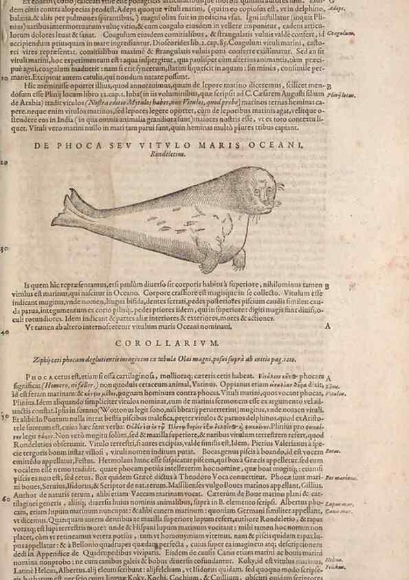 Reproducción/Reproduction 15570000952: Conradi Gesneri medici Tigurini Historiae animalium liber IV :. Francofurti :In Bibliopolio Andreae Cambieri,anno MDCIIII [1604]