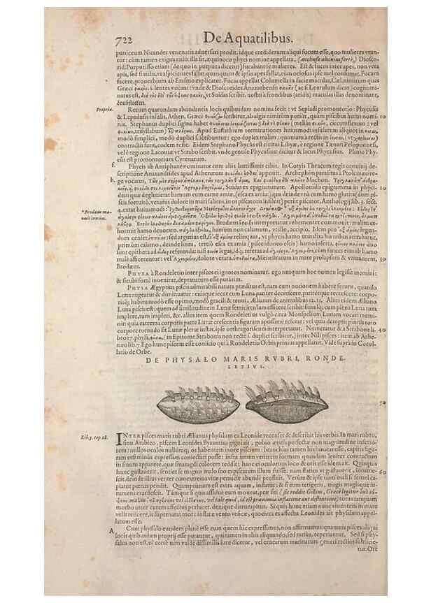Reproducción/Reproduction 15383169947: Conradi Gesneri medici Tigurini Historiae animalium liber IV :. Francofurti :In Bibliopolio Andreae Cambieri,anno MDCIIII [1604]
