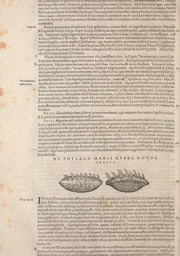 Reproducción/Reproduction 15383169947: Conradi Gesneri medici Tigurini Historiae animalium liber IV :. Francofurti :In Bibliopolio Andreae Cambieri,anno MDCIIII [1604]