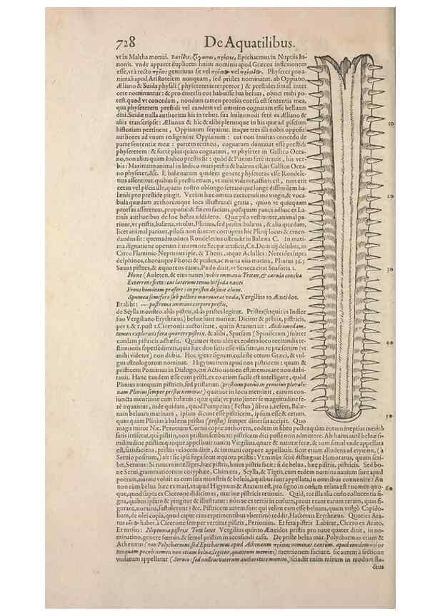 Reproducción/Reproduction 15383176267: Conradi Gesneri medici Tigurini Historiae animalium liber IV :. Francofurti :In Bibliopolio Andreae Cambieri,anno MDCIIII [1604]
