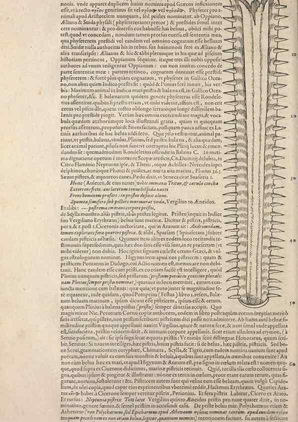 Reproducción/Reproduction 15383176267: Conradi Gesneri medici Tigurini Historiae animalium liber IV :. Francofurti :In Bibliopolio Andreae Cambieri,anno MDCIIII [1604]