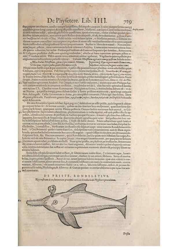 Reproducción/Reproduction 15566514891: Conradi Gesneri medici Tigurini Historiae animalium liber IV :. Francofurti :In Bibliopolio Andreae Cambieri,anno MDCIIII [1604]