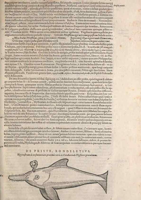 Reproducción/Reproduction 15566514891: Conradi Gesneri medici Tigurini Historiae animalium liber IV :. Francofurti :In Bibliopolio Andreae Cambieri,anno MDCIIII [1604]
