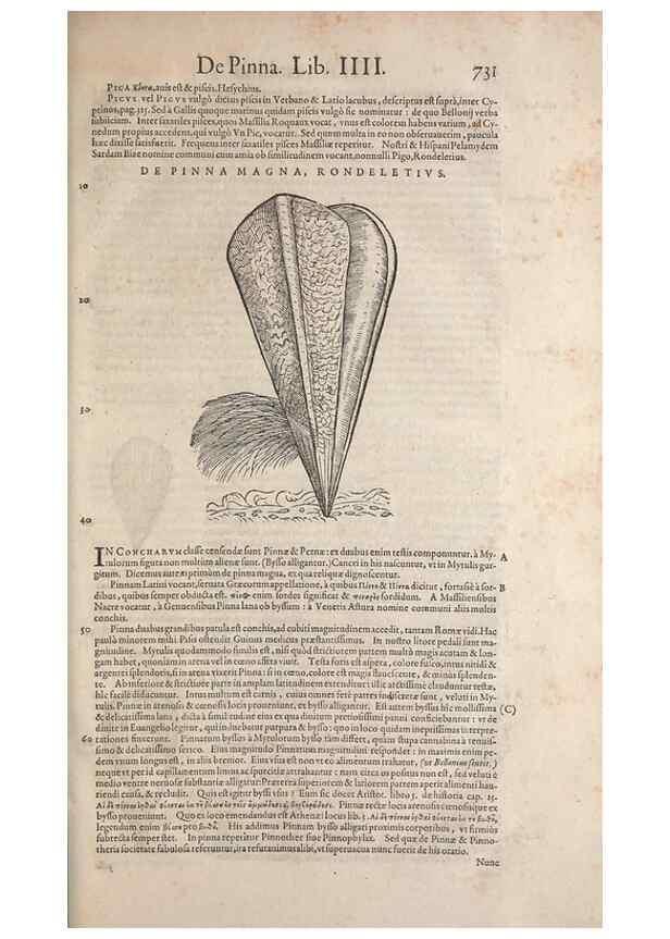 Reproducción/Reproduction 15570028052: Conradi Gesneri medici Tigurini Historiae animalium liber IV :. Francofurti :In Bibliopolio Andreae Cambieri,anno MDCIIII [1604]